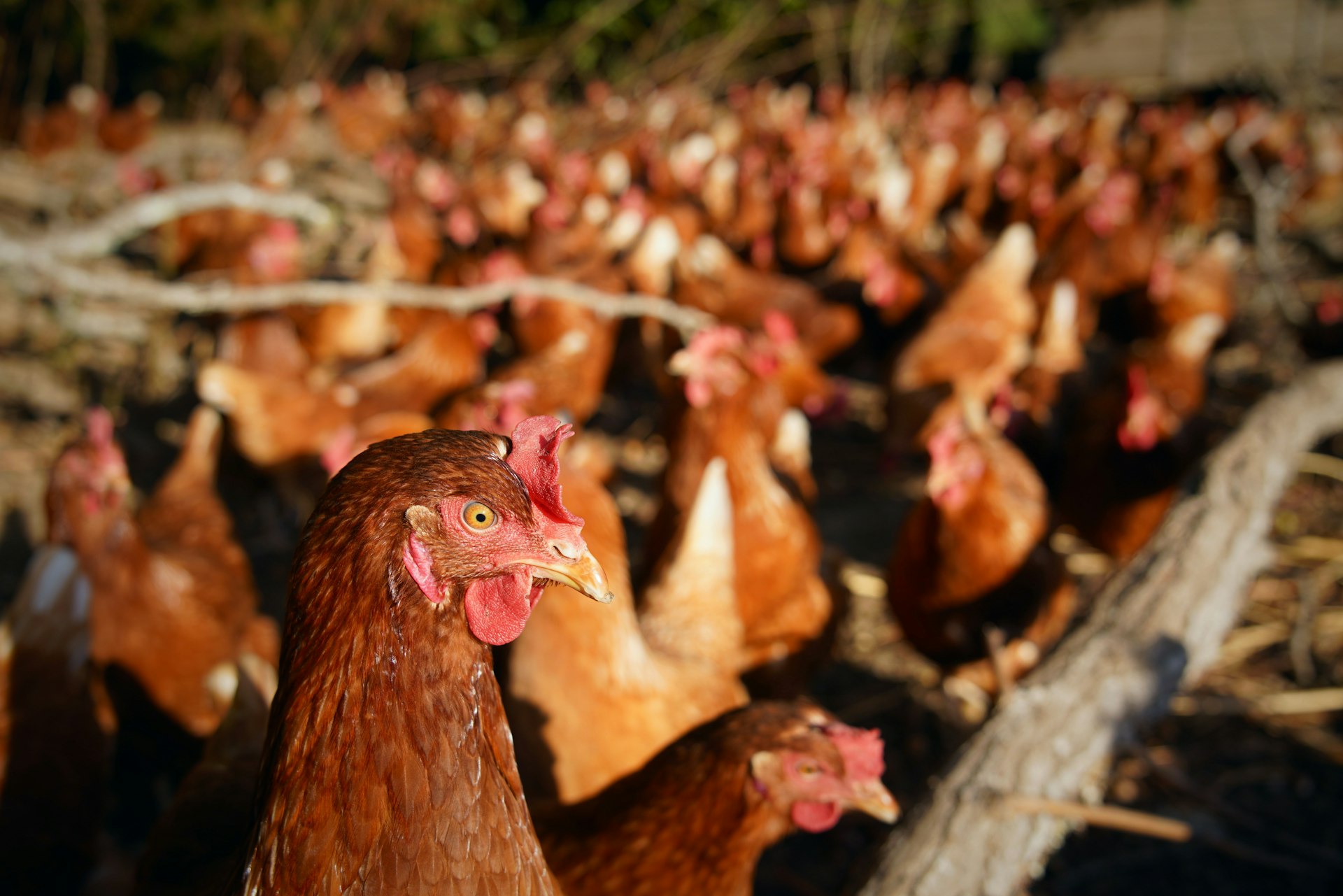 Levraifermier poulet pondeuse élevage de la ferme d'akékoi
